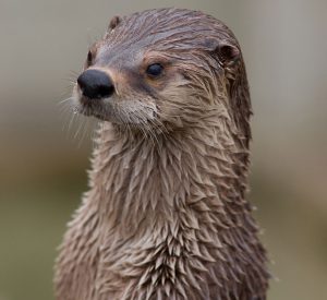 Loutre d'Europe (Lutra lutra)