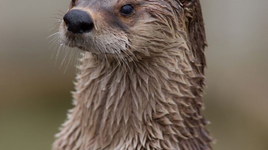 Loutre d'Europe (Lutra lutra)