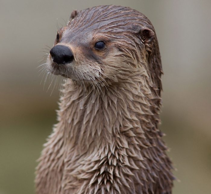 Loutre d'Europe (Lutra lutra)