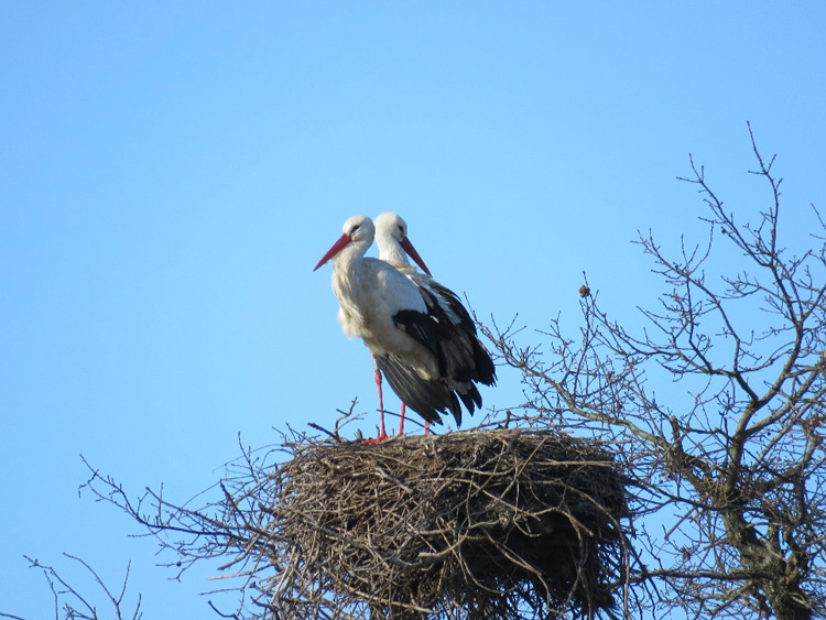 Cigogne-haute-gironde Cigogne-haute-gironde