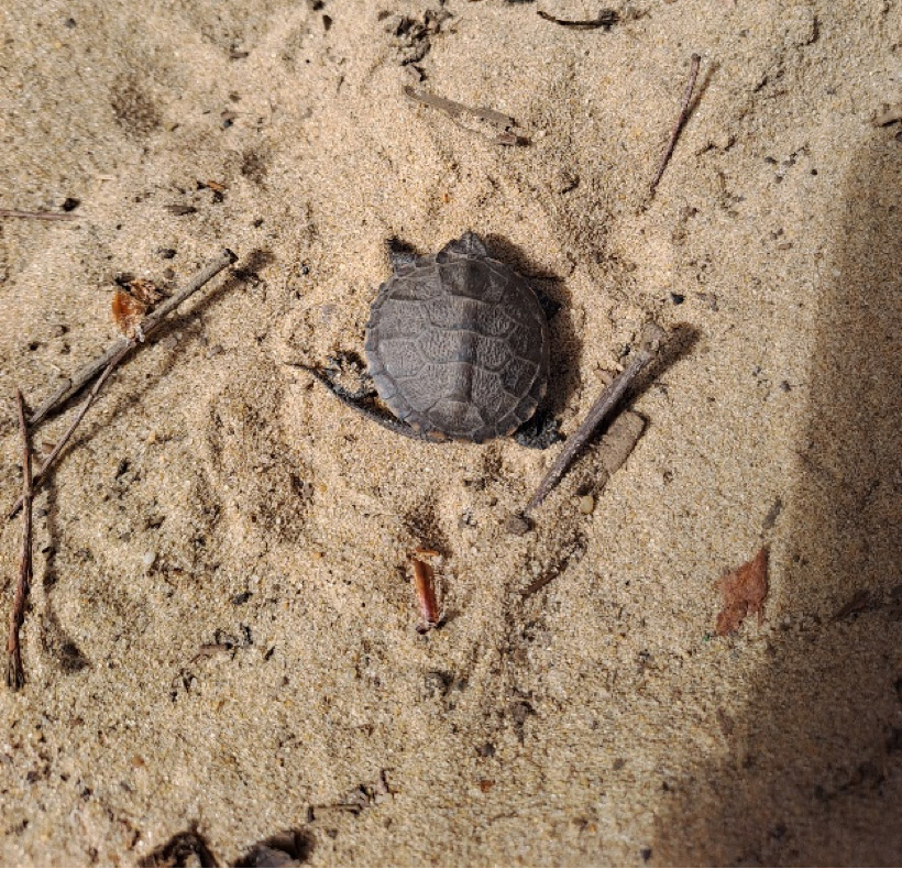 Juvenile-de-Cistude Juvenile-de-Cistude