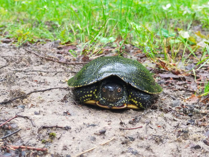 Tortue-cistude-europe Tortue-cistude-europe