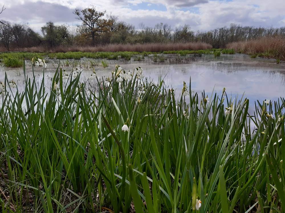 haute-gironde-etang haute-gironde-etang