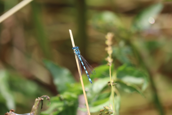 Agrion_de_mercure
