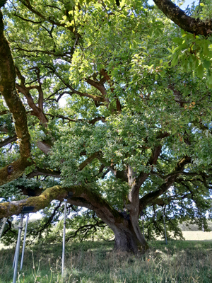 Arbre_remarquable_1